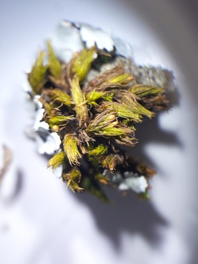Lewinskya acuminata, photographed by Rafael Medina
