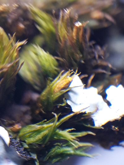 Lewinskya acuminata, photographed by Rafael Medina