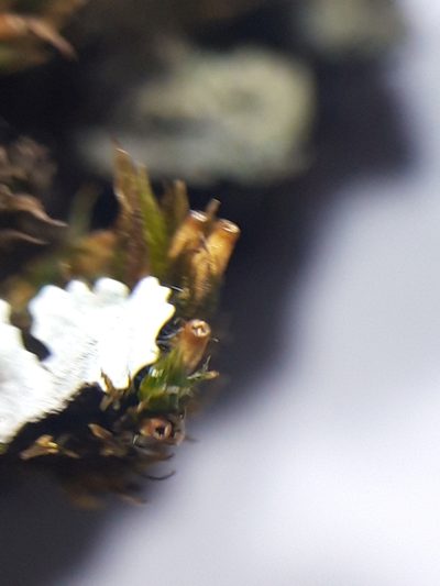 Lewinskya acuminata, photographed by Rafael Medina