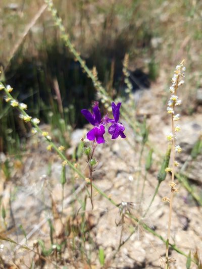 Linaria elegans, photographed by Rafael Medina