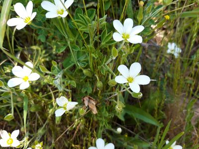 Arenaria montana, photographed by Rafael Medina