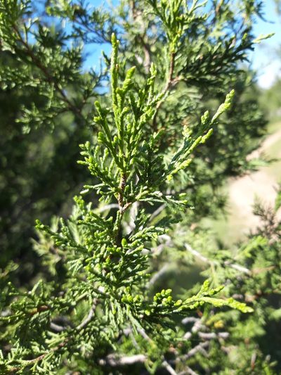 Juniperus thurifera, photographed by Rafael Medina