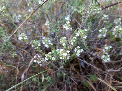 Thymus zygis, photographed by Rafael Medina
