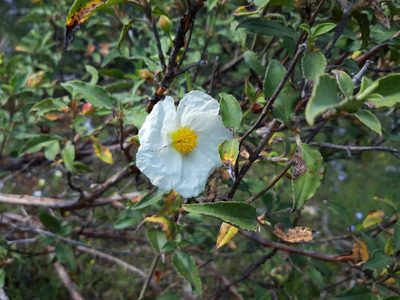 Cistus laurifolius, photographed by Rafael Medina