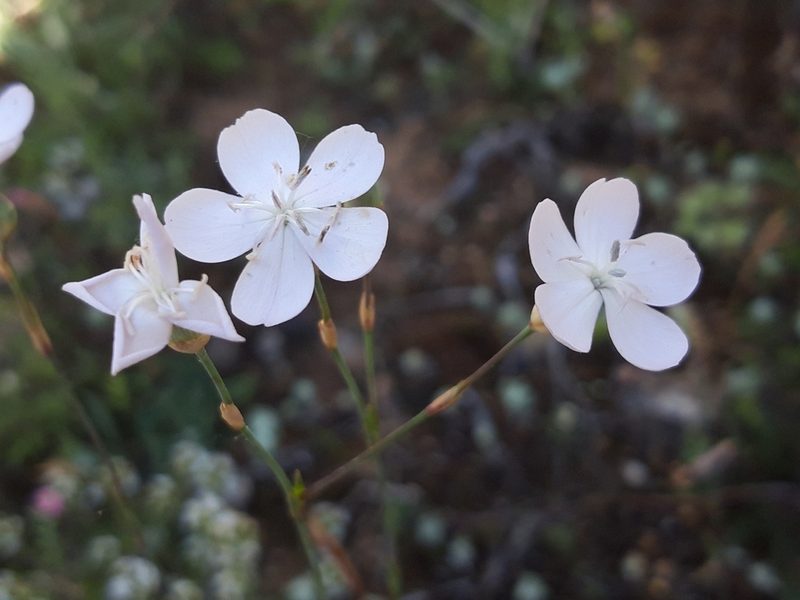 Dianthus pungens, photographed by Rafael Medina
