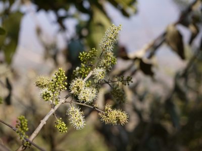 Combretum albidum, photographed by Dinesh Valke