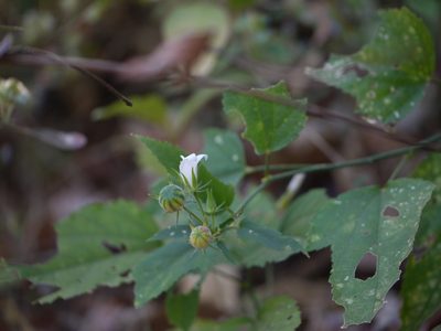 Hibiscus hirtus, photographed by Dinesh Valke