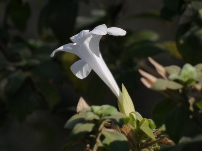 Barleria lawii, photographed by Dinesh Valke