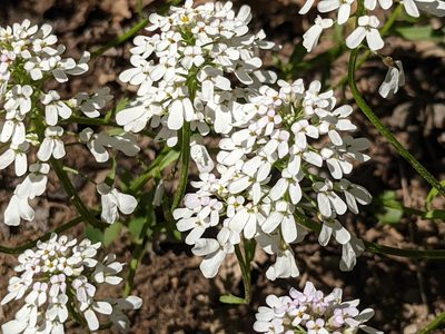 Iberis sempervirens, photographed by Pieter Huybrechts