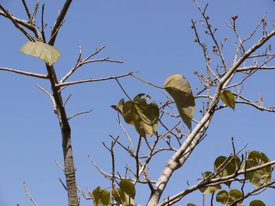 Mallotus polycarpus, photographed by Dinesh Valke