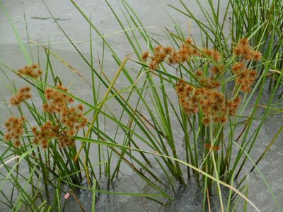 Cyperus compactus, photographed by Eugene Popov