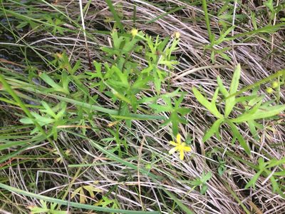 Ranunculus glabrifolius, photographed by Alice Shanks