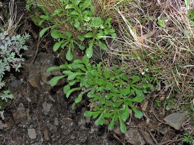 Scabiosa lacerifolia, photographed by Jacy Chen