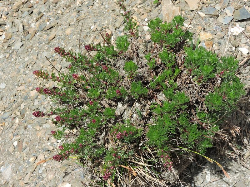 Artemisia oligocarpa, photographed by Jacy Chen