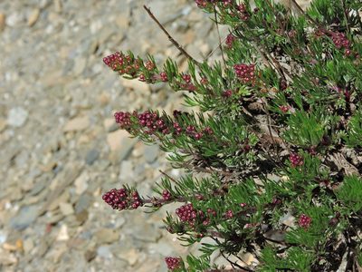 Artemisia oligocarpa, photographed by Jacy Chen