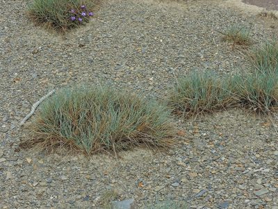 Festuca ovina, photographed by Jacy Chen