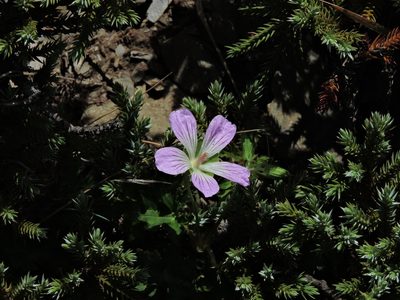 Geranium hayatanum, photographed by Jacy Chen