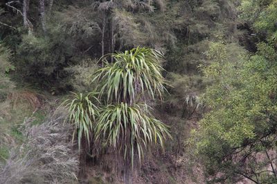 Cordyline banksii, photographed by M Rutherford