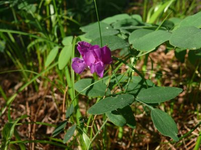 Lathyrus humilis, photographed by Dmitry Kulakov