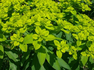 Euphorbia pilosa, photographed by Dmitry Kulakov