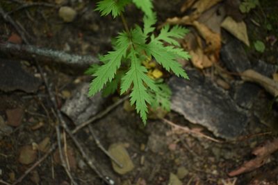 Gillenia stipulata, photographed by John Brown