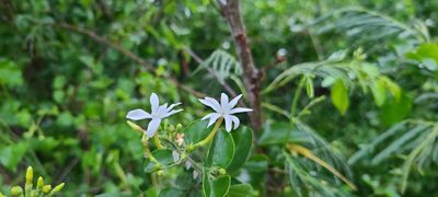 Jasminum fluminense, photographed by ritirene