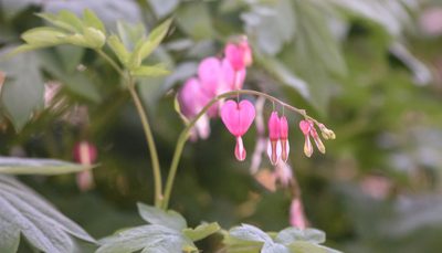 Lamprocapnos spectabilis, photographed by Andrew Sebastian