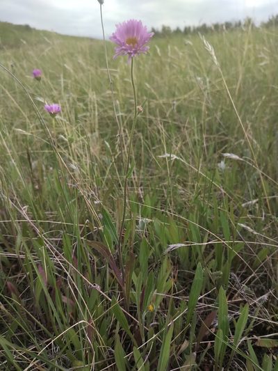 Erigeron glabellus, photographed by Doug Macaulay