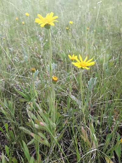 Arnica fulgens, photographed by Doug Macaulay