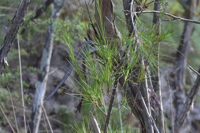 Dracophyllum sinclairii, photographed by Christopher Stephens