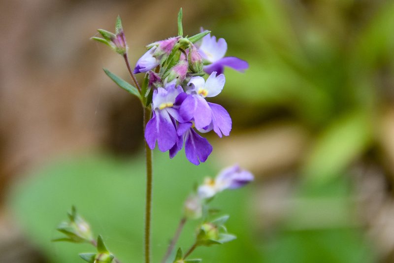 Collinsia violacea, photographed by Jay Pruett