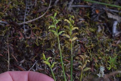 Genoplesium pumilum, photographed by Christopher Stephens