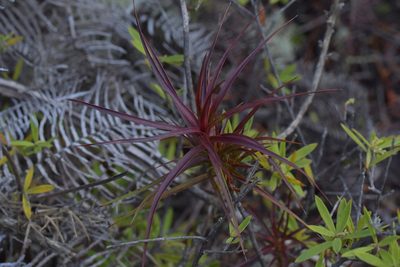 Dracophyllum sinclairii, photographed by Christopher Stephens