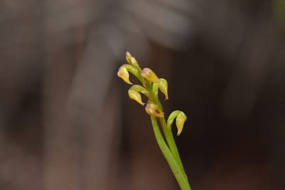 Genoplesium pumilum, photographed by Christopher Stephens