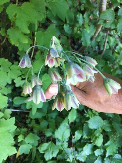 Allium siculum, photographed by Neil Smith