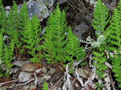 Dryopteris alpestris, photographed by Jacy Chen
