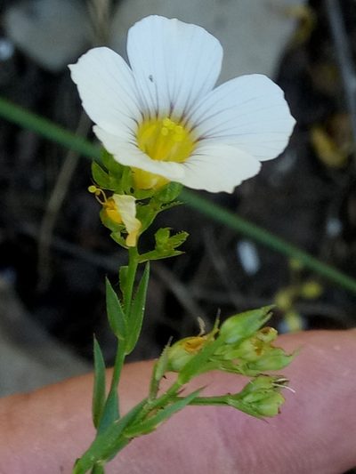 Linum corymbiferum, photographed by Karim Haddad