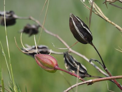 Abelmoschus moschatus, photographed by 葉子