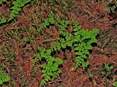 Cystopteris moupinensis, photographed by Jacy Chen