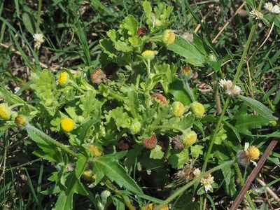 Grangea maderaspatana, photographed by 葉子