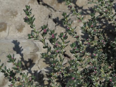 Polygonum plebeium, photographed by 葉子