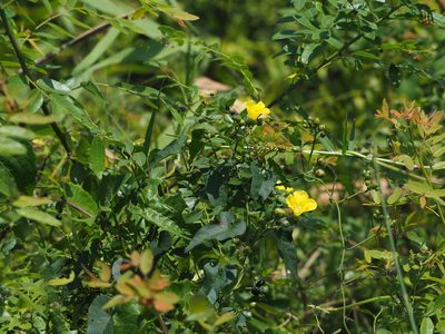 Merremia gemella, photographed by 葉子