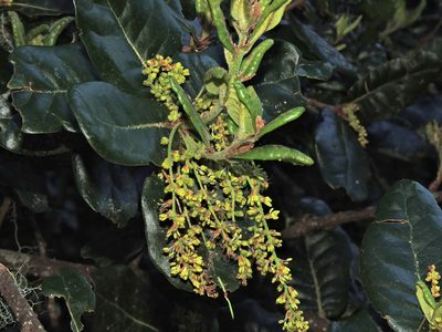 Quercus spinosa, photographed by Jacy Chen