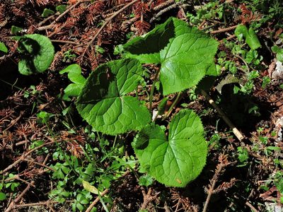Ligularia kojimae, photographed by Jacy Chen