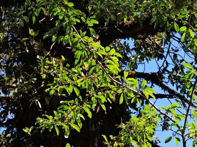 Rhamnus pilushanensis, photographed by Jacy Chen
