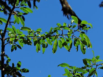 Rhamnus pilushanensis, photographed by Jacy Chen