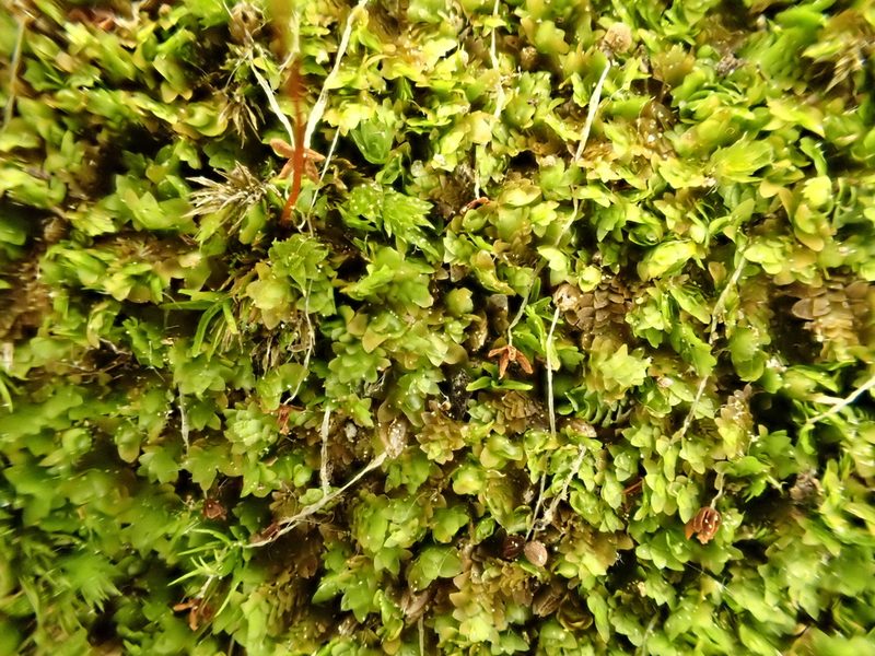 Diplophyllum apiculatum, photographed by Roger Rittmaster