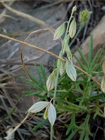 Polygala monspeliaca, photographed by Karim Haddad