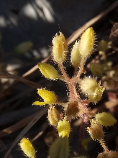 Sedum pubescens, photographed by Karim Haddad