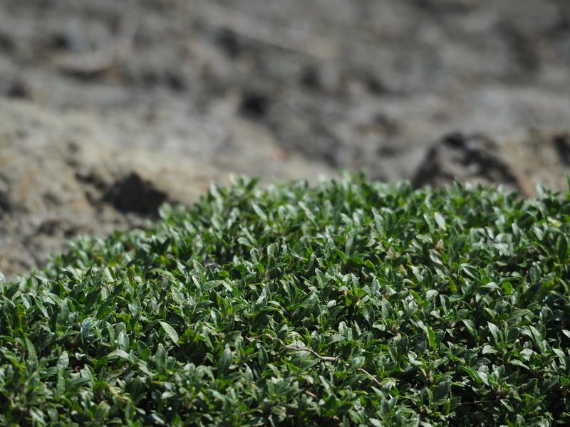 Alternanthera paronychioides, photographed by 葉子